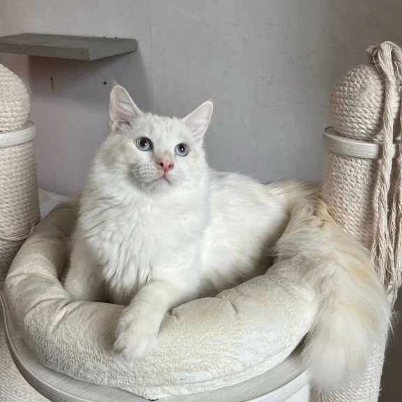 Siberian REZ Altair