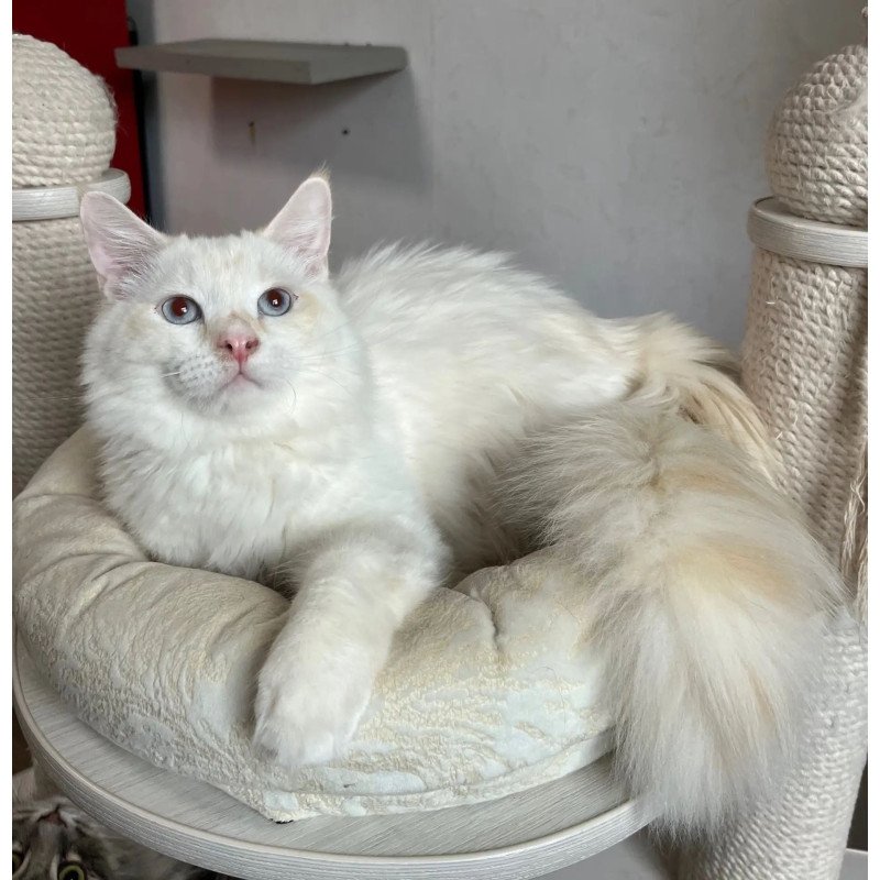 Siberian REZ Altair