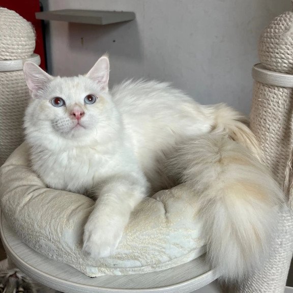 Siberian REZ Altair