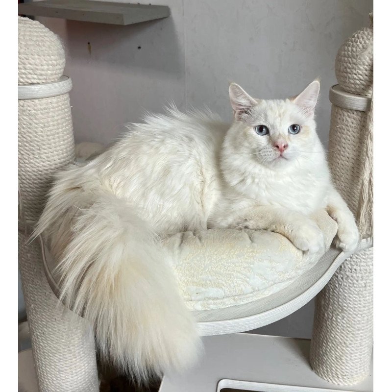 Siberian REZ Altair