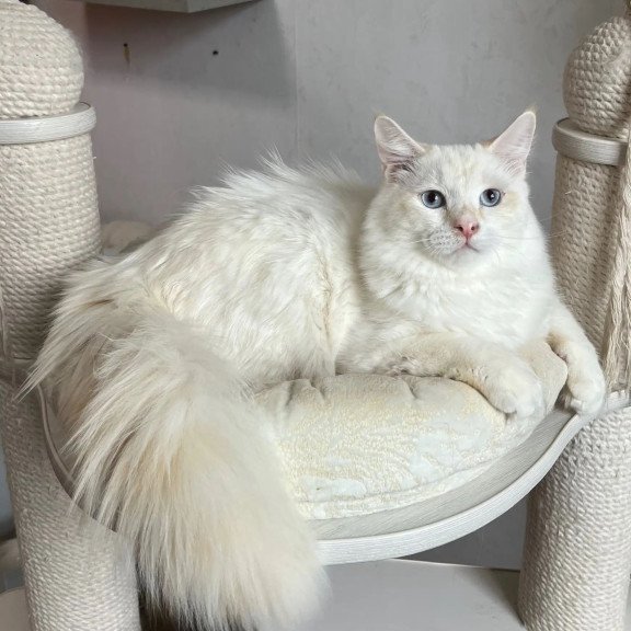 Siberian REZ Altair