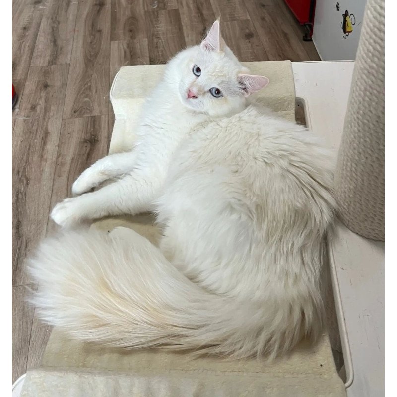 Siberian REZ Altair