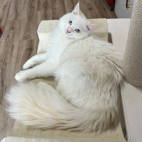 Siberian REZ Altair