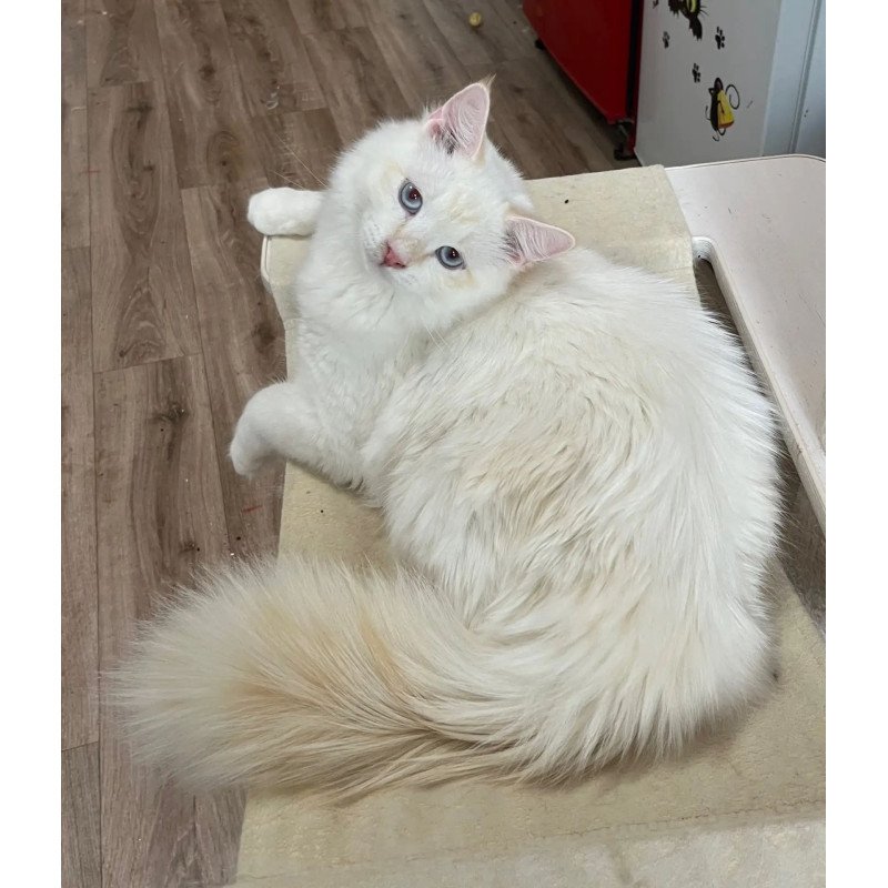 Siberian REZ Altair