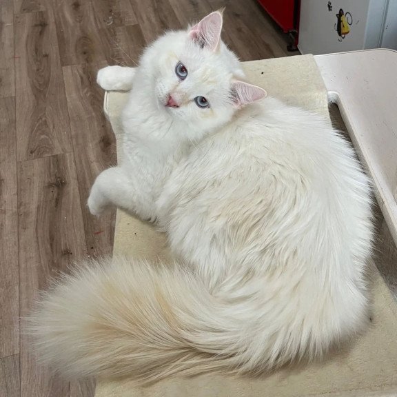 Siberian REZ Altair