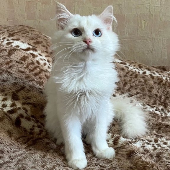 Siberian REZ Goofy