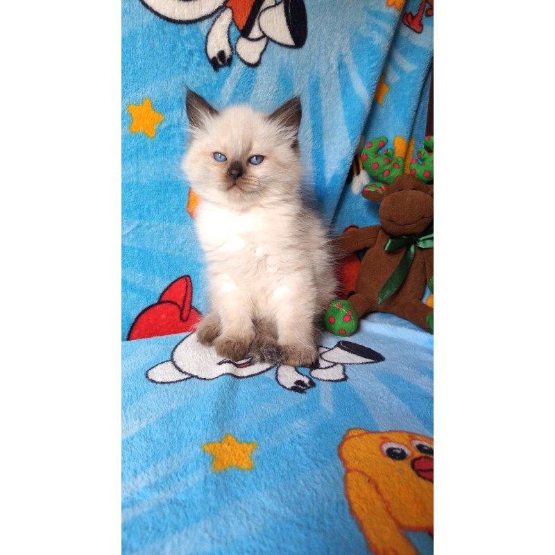 Siberian REZ Nayt