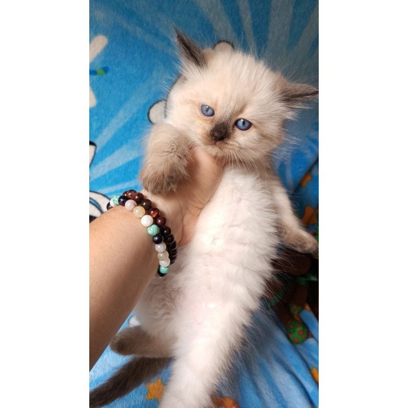 Siberian REZ Nayt