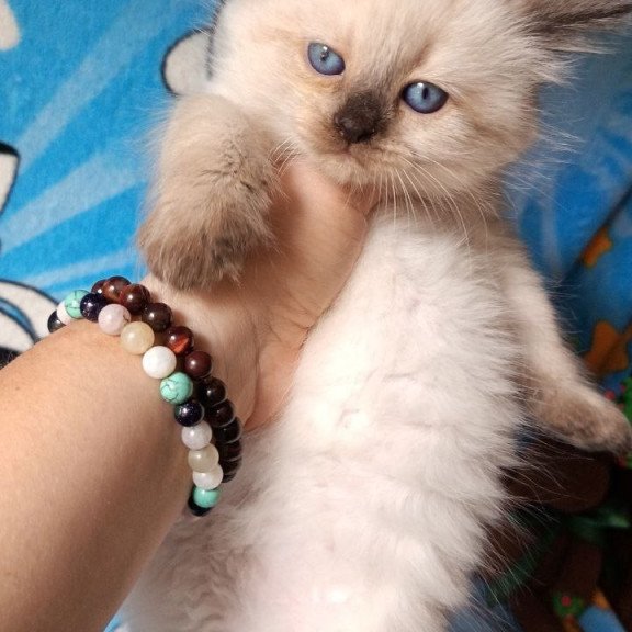 Siberian REZ Nayt