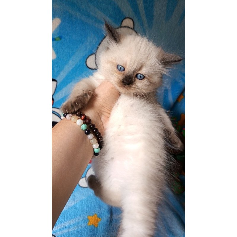 Siberian REZ Nayt