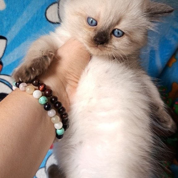 Siberian REZ Nayt