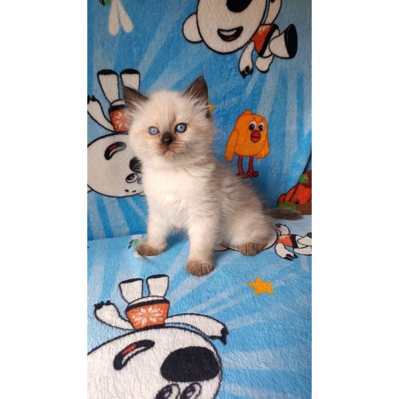 Siberian REZ Nayt
