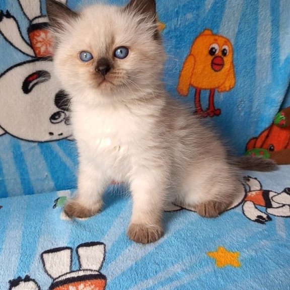 Siberian REZ Nayt