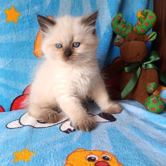 Siberian REZ Nayt