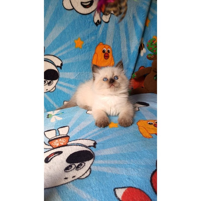 Siberian REZ Nayt