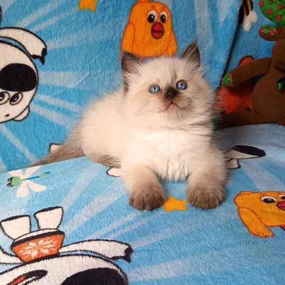 Siberian REZ Nayt