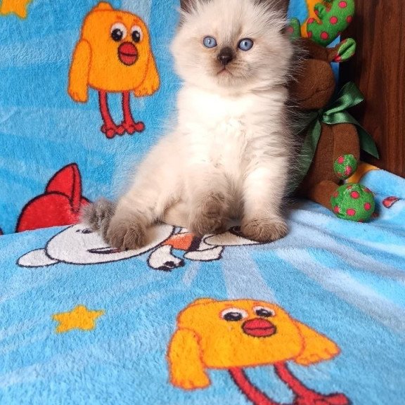 Siberian REZ Nayt