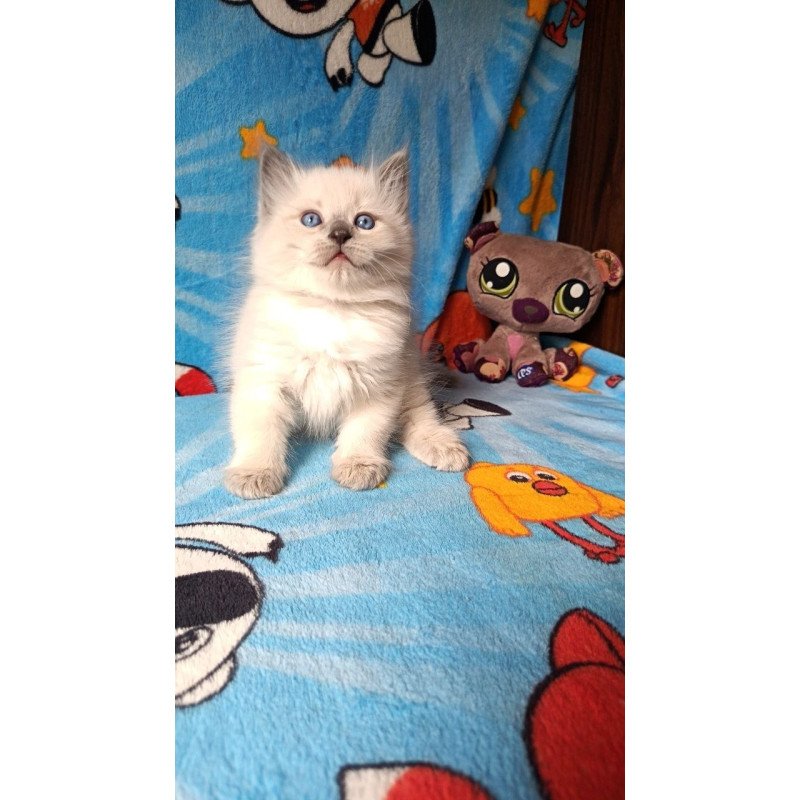 Siberian REZ Nancy