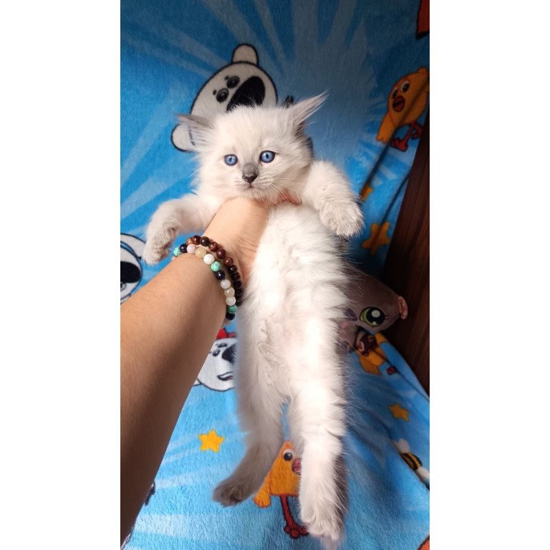 Siberian REZ Nancy