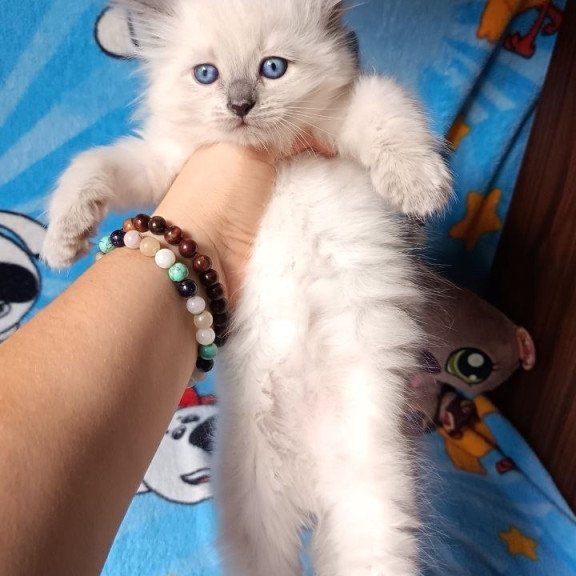Siberian REZ Nancy