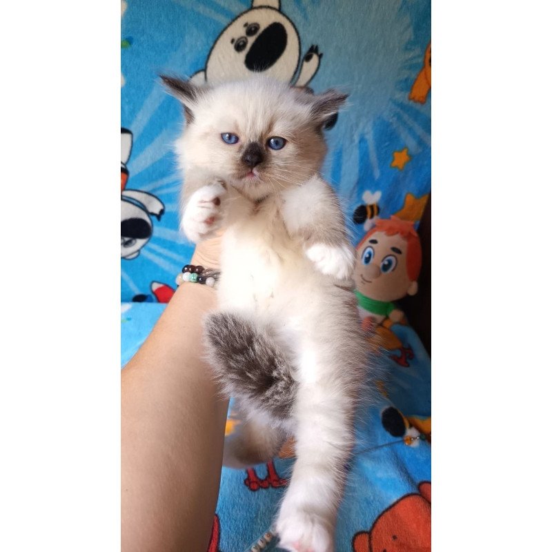 Siberian REZ Nelson