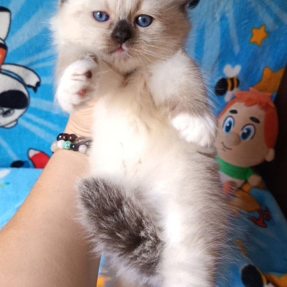 Siberian REZ Nelson