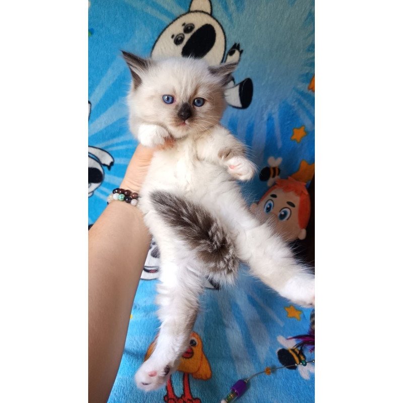 Siberian REZ Nelson