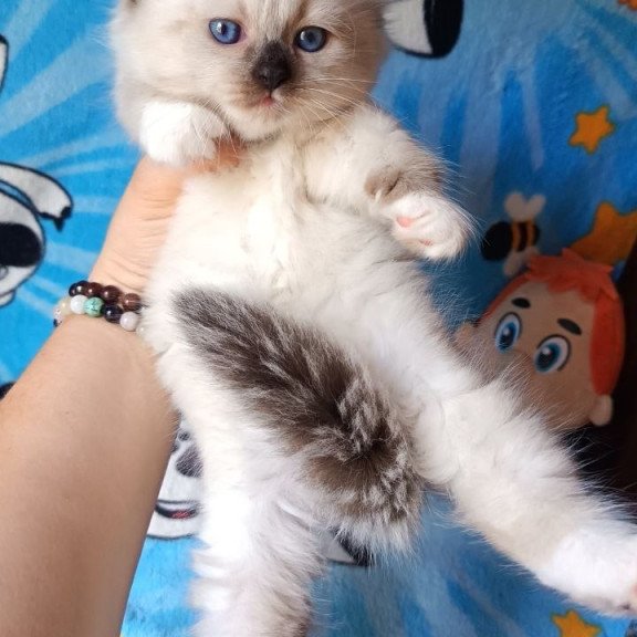 Siberian REZ Nelson