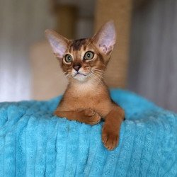 Abyssinian AP Diego