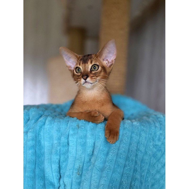 Abyssinian AP Diego