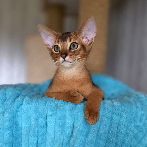 Abyssinian AP Diego