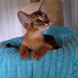 Abyssinian AP Diego