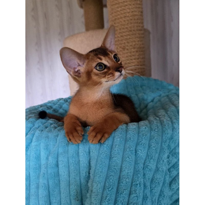 Abyssinian AP Diego