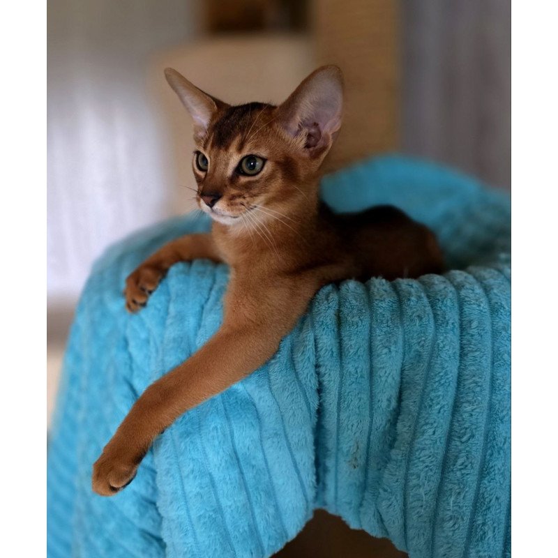 Abyssinian AP Diego