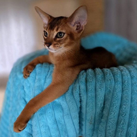 Abyssinian AP Diego