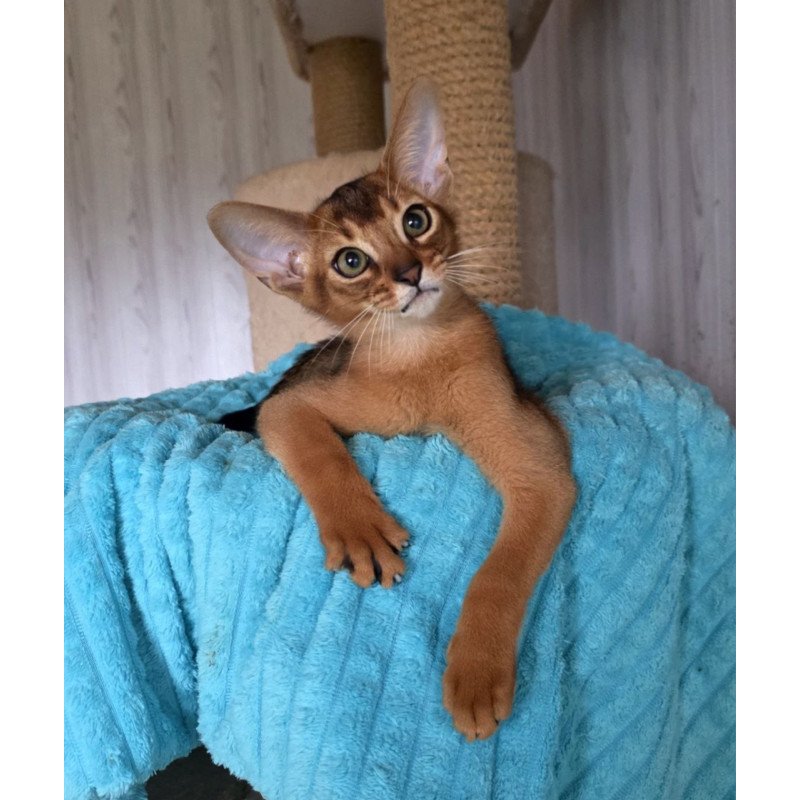 Abyssinian AP Diego