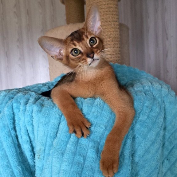 Abyssinian AP Diego