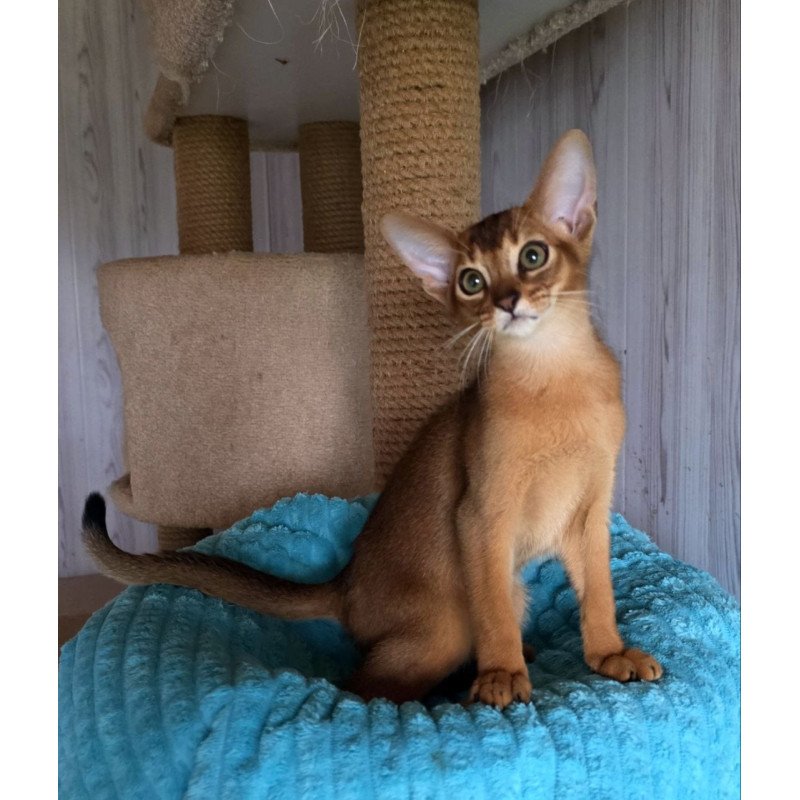 Abyssinian AP Diego