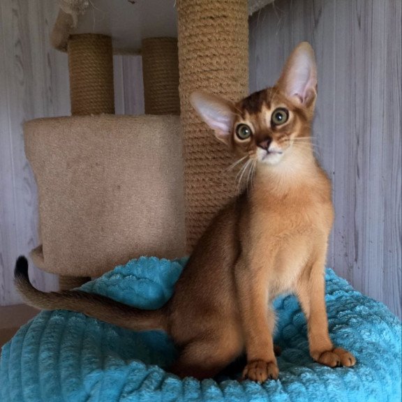 Abyssinian AP Diego