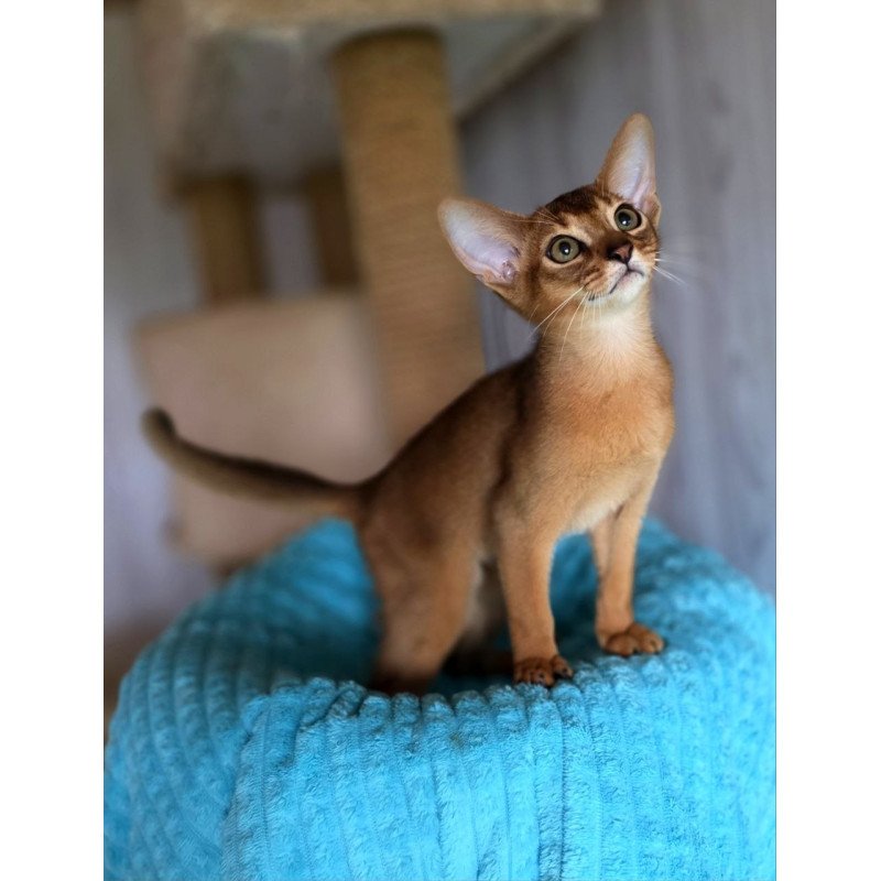 Abyssinian AP Diego