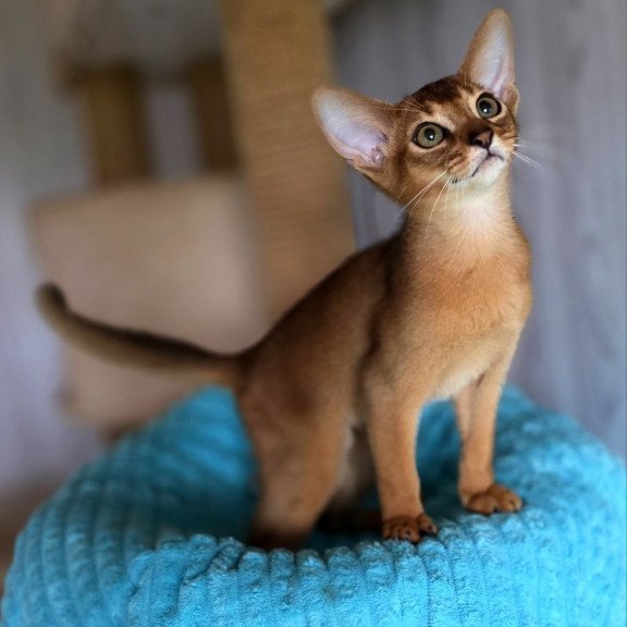 Abyssinian AP Diego