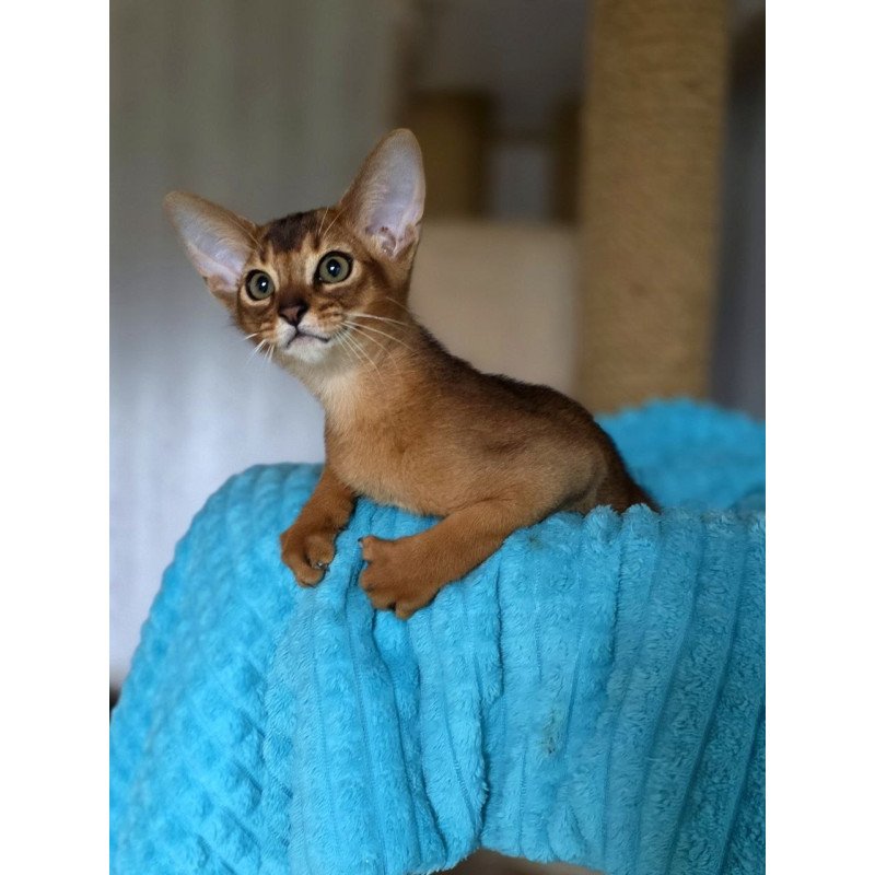 Abyssinian AP Diego