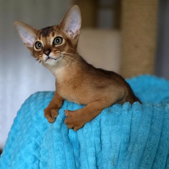 Abyssinian AP Diego