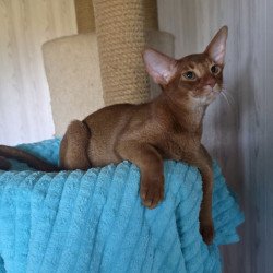 Abyssinian AP Davinchi