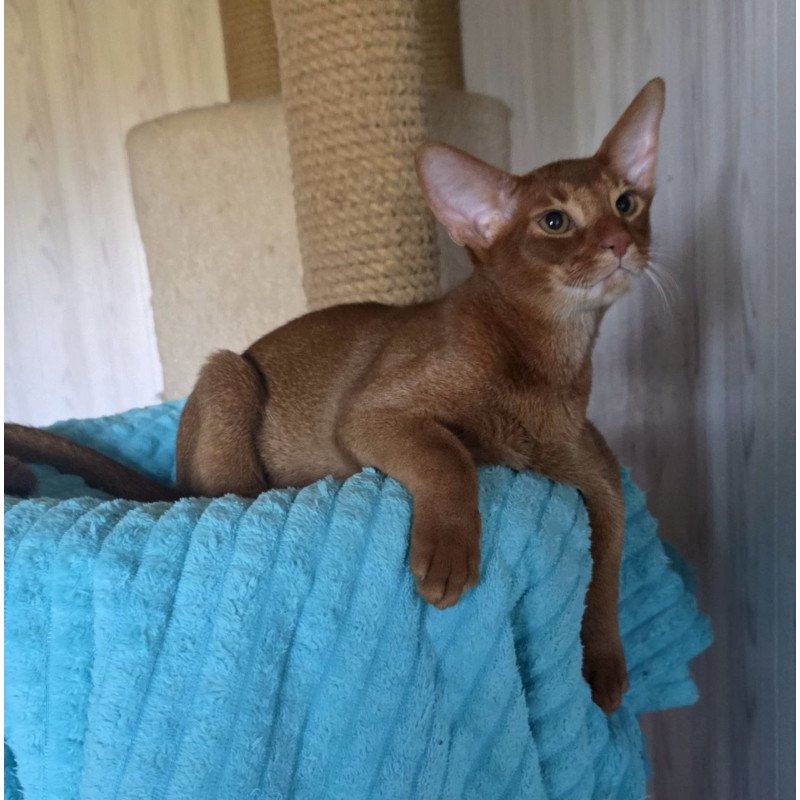 Abyssinian AP Davinchi