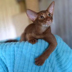 Abyssinian AP Davinchi