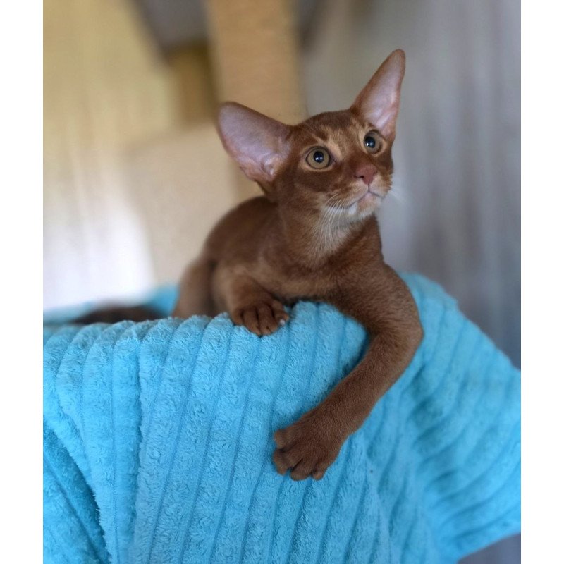 Abyssinian AP Davinchi