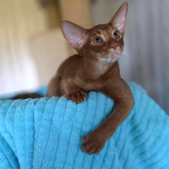 Abyssinian AP Davinchi