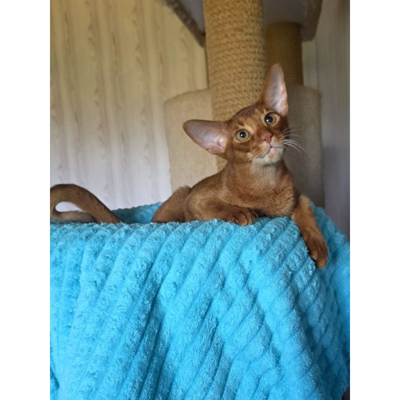 Abyssinian AP Davinchi