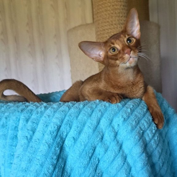 Abyssinian AP Davinchi